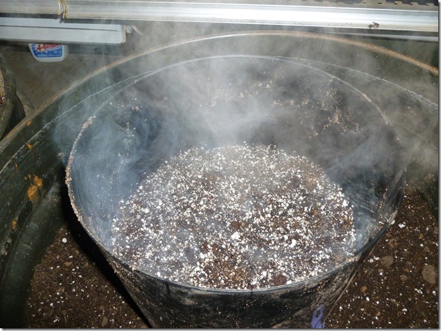 sterlizing potting soil 2
