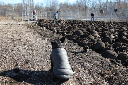 Normally, in the depths of winter, the ground is so frozen you couldn't possibly dig like that.  Plus, it's usually covered with snow!
