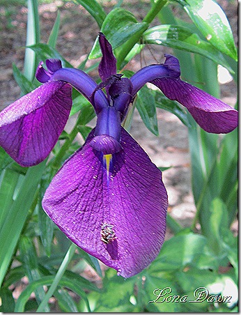 Iris_Siberian_Purple2