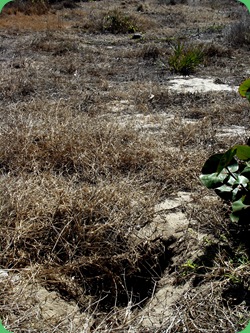 Barrier Island Center 043