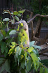 Koala, San Diego Zoo