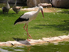 p1235399291(9).jpg