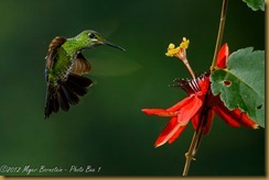 Green-crowned Brillant