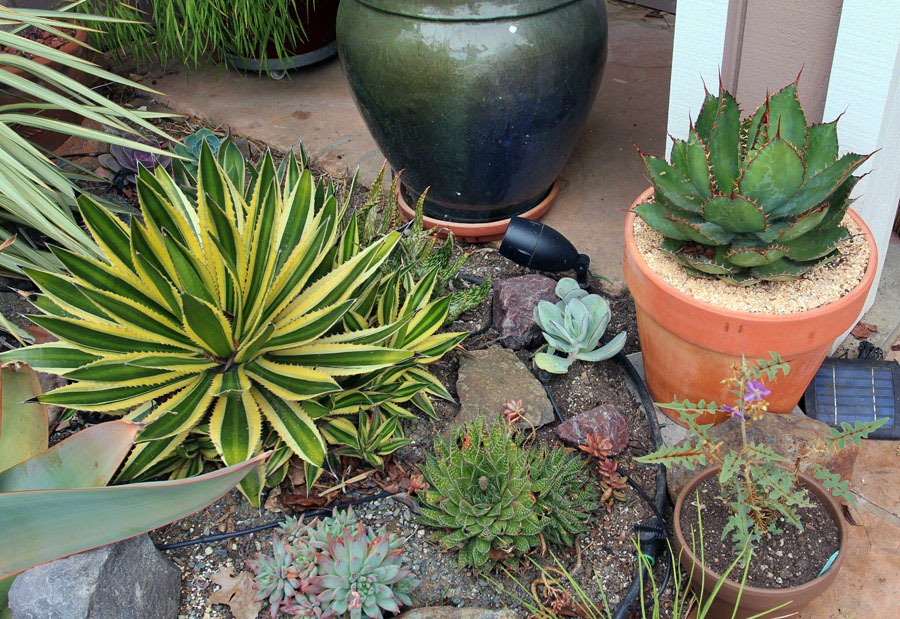 [120415_Cotyledon-orbiculata_1%255B8%255D.jpg]