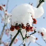 IMG_8423.JPG