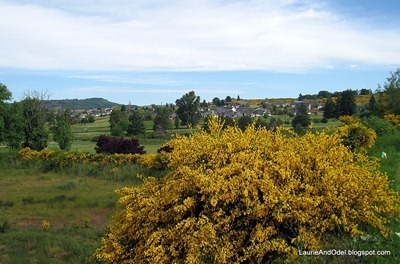 Scotch Bloom in yellow