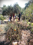 some olive harvest photos 001