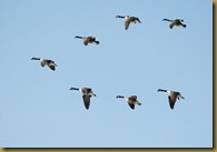 Flock Flock