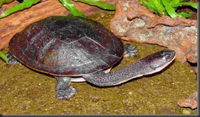 9. Rote Island Snake-necked Turtle (Chelodina Mccordi) 9. Rote Island Snake-necked Turtle (Chelodina Mccordi)