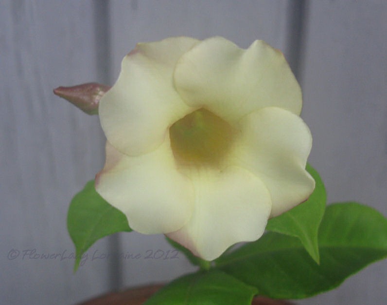 [08-03-alamanda%255B5%255D.jpg]