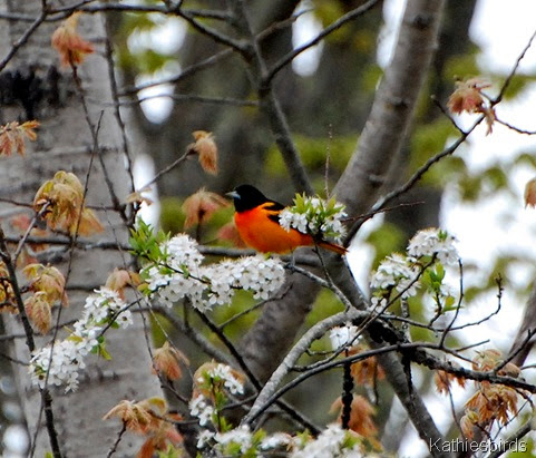 5. baltimore oriole-kab