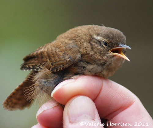 [wren-rescued%255B2%255D.jpg]