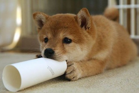 [funny-animals-cute-5%255B2%255D.jpg]