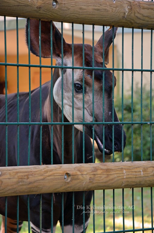 [Zoo-Frankfurt-Okapi-1508134.jpg]