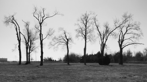 A single row of tall, lithe trees graces the Alms House Cemetery. (Photo credit: Jennifer Moore)