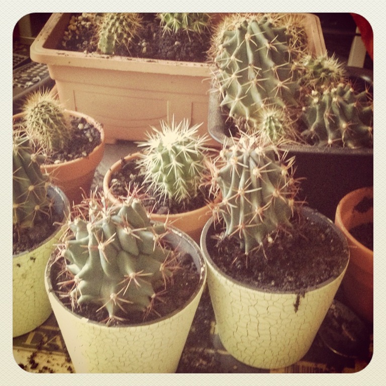 [repotting-cactus-kitchen-tongs%255B4%255D.jpg]