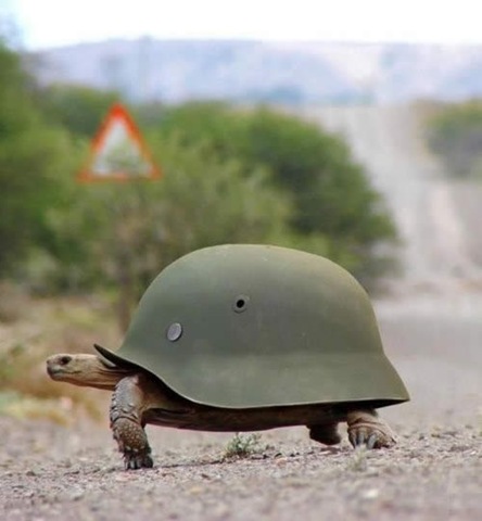 [turtulsoldier%255B4%255D.jpg]