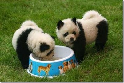 panda 2 panda 2