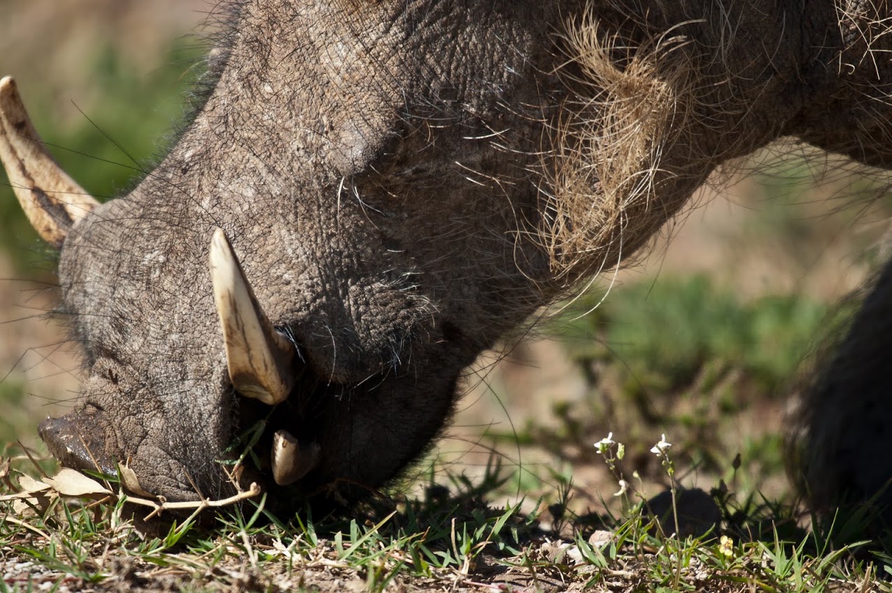 Warthog kneeling