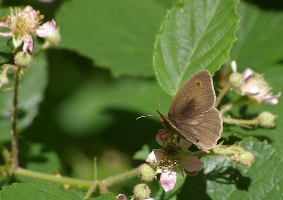 Manolia jurtina L., 1758, mâle. Les Hautes-Lisières (Rouvres, 28), 8 juin 2011. Photo : J.-M. Gayman