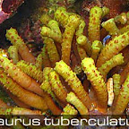 isaurus tuberculatus.jpg