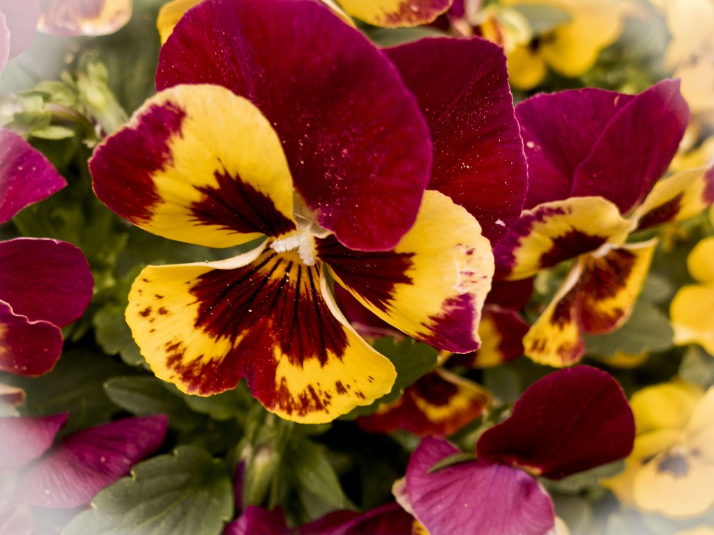 [red%2520and%2520yellow%2520pansy%255B8%255D.jpg]