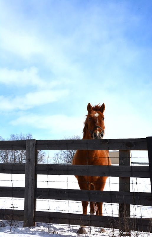 Lexington Horse farm