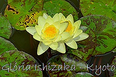 Glória Ishizaka - Ninféia -  Kyoto Botanical Garden 2012 - 2