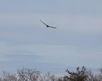 It's swooping towards me, should I run?  No worries - I'm alive and kicking!