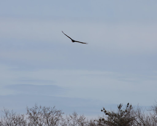 It's swooping towards me, should I run?  No worries - I'm alive and kicking!