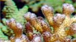 Polynésie corail à verrues