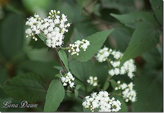 Snakeroot_Chocolate2_Sept29