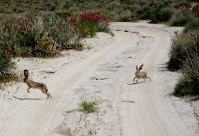 After they realized we weren't a threat they proceeded to run circles around the LandCruiser