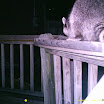 Racoon 002.JPG