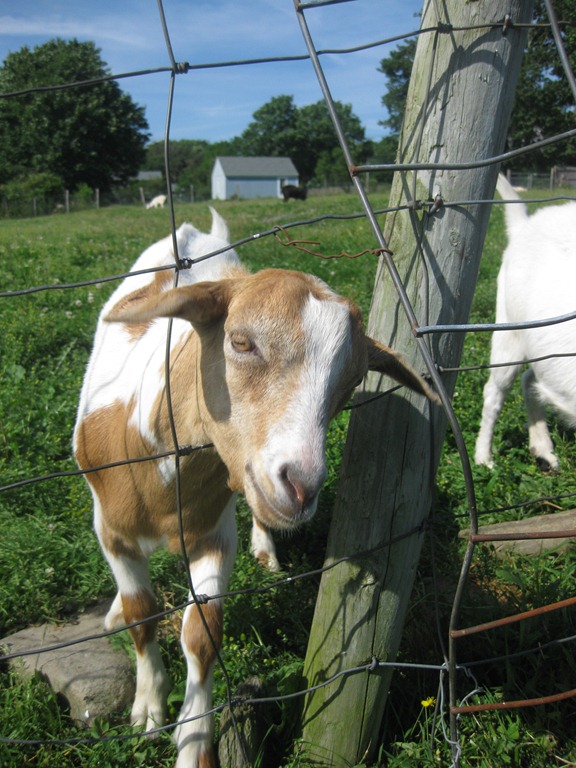 [2012.06.24%25204-Petting%2520Zoo%2520%252821%2529%255B4%255D.jpg]