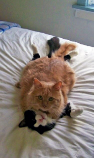 How to install Cat Wrestling Live Wallpaper 1.0 apk for bluestacks