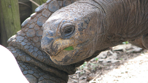 One of the Zoo's male tortoises
photo credit:  Michele Skalicky