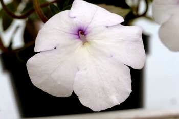 [Achimenes%2520Schneewittchent%255B3%255D.jpg]
