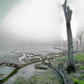 Dry pond in early morning fog in central Florida in summer of 2010. by Raymond Earl Eckert - Landscapes Travel