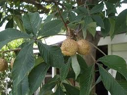[stinging%2520buckeye%2520tree%255B2%255D.jpg]