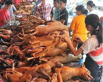 Carne cane in Cina festa equinozio estate 21 giugno Carne cane in Cina festa equinozio estate 21 giugno