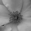 IMG_2771.JPG