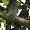 Papuan Frogmouth