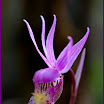 Lady Slipper.jpg