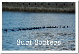 Surf Scoters