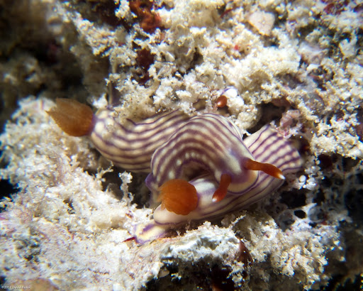 P7085250