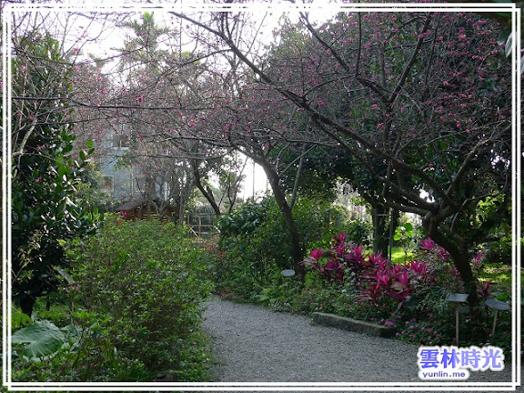 慈園內櫻花