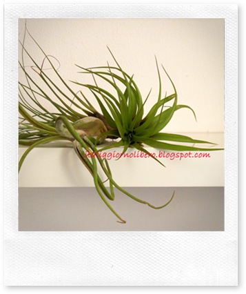 igl tillandsia