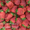 remsberg_08059810.JPG