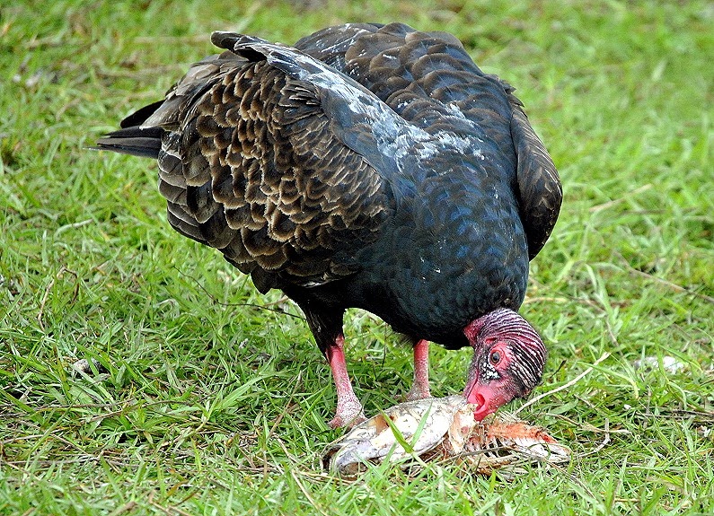 [05c---Turkey-Vulture-cleaning-up-the%255B1%255D.jpg]